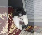 Small #6 Shih Tzu