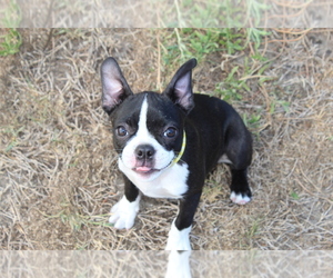Boston Terrier Puppy for sale in BROOKSVILLE, FL, USA