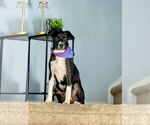 Small #2 Labrador Retriever Mix