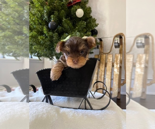 Medium Photo #1 Yorkshire Terrier Puppy For Sale in PARIS, TX, USA