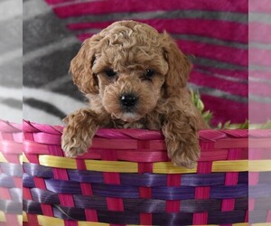 Poodle (Toy) Puppy for sale in GORDONVILLE, PA, USA