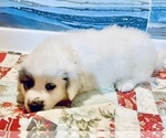 Puppy June Great Pyrenees