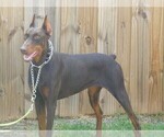 Small Photo #1 Doberman Pinscher Puppy For Sale in TRAVELERS REST, SC, USA