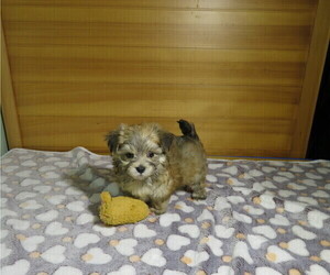 Morkie Puppy for sale in COOKEVILLE, TN, USA