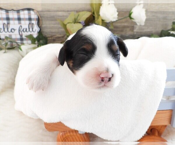 Medium Photo #3 Cavapoo Puppy For Sale in CARLISLE, KY, USA