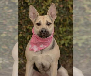Piper - Female Labrador Retriever-Unknown Mix Dog for Adoption - Photo #2