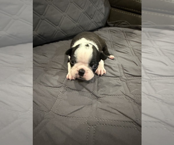 Medium Photo #5 Boston Terrier Puppy For Sale in FREDONIA, KS, USA
