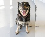 Small #1 Mutt