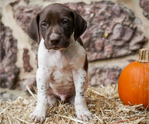 German Shorthaired Pointer Puppy for sale in HANOVER, PA, USA