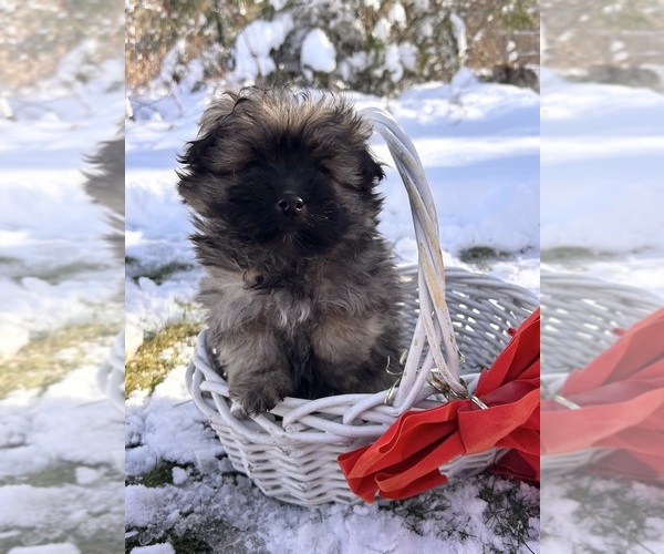 Medium Photo #4 Pom-A-Poo Puppy For Sale in MIDDLEBURY, IN, USA