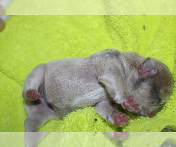 Medium Photo #9 French Bulldog Puppy For Sale in SPRING, TX, USA