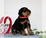 Small #3 Airedale Terrier