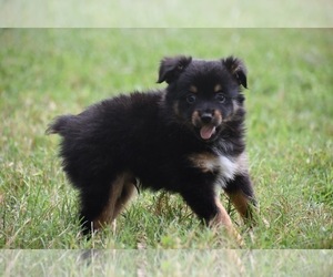 Miniature Australian Shepherd Puppy for sale in PALM COAST, FL, USA