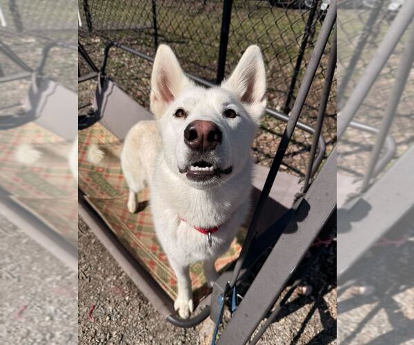 Medium Photo #1 Siberian Husky-Unknown Mix Puppy For Sale in Elmsford, NY, USA