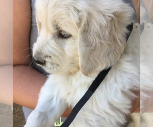 English Cream Golden Retriever Puppy for Sale in SCOTTSDALE, Arizona USA
