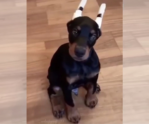 Doberman Pinscher Puppy for sale in N HOLLYWOOD, CA, USA