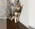 Small Photo #49 Alaskan Klee Kai Puppy For Sale in DURHAM, CT, USA