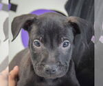 Small #5 American Staffordshire Terrier-Boxer Mix