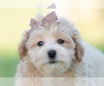 Small Photo #61 Maltipoo (Miniature) Puppy For Sale in WARSAW, IN, USA