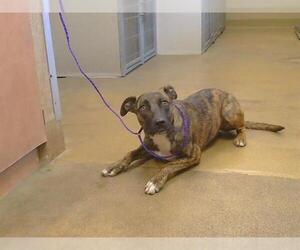 Mutt Dogs for adoption in Sacramento, CA, USA