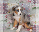 Small #1 Miniature Australian Shepherd