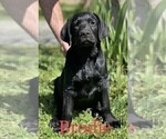 Small #1 Labrador Retriever