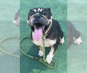 Bulldog Dogs for adoption in Redlands, CA, USA