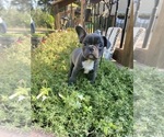 Small #10 Faux Frenchbo Bulldog