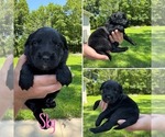 Small #6 Australian Shepherd-Goldendoodle Mix