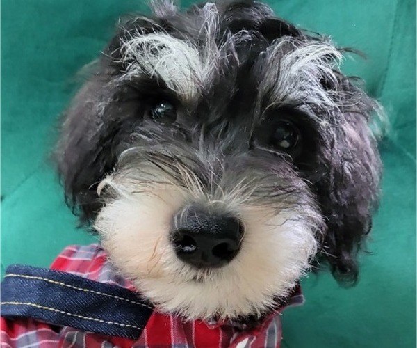 Medium Photo #1 Schnauzer (Miniature) Puppy For Sale in ROSWELL, GA, USA