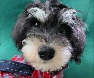 Schnauzer (Miniature) Dogs for adoption in ROSWELL, GA, USA