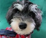 Small Photo #1 Schnauzer (Miniature) Puppy For Sale in ROSWELL, GA, USA