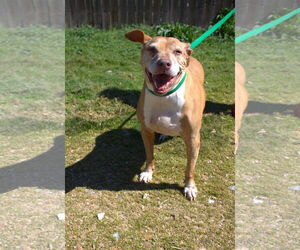 Nikki Minaj - Female American Pit Bull Terrier Dog for Adoption - Photo #2