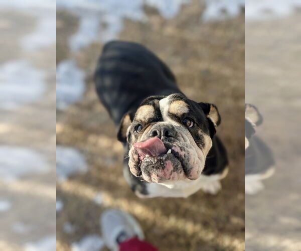 Medium Photo #3 Bulldog Puppy For Sale in Dumont, NJ, USA