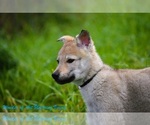 Small #22 Czech Wolfdog