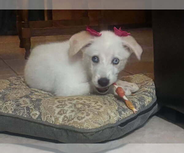Medium Photo #4 Huskies -Labrador Retriever Mix Puppy For Sale in Brewster, NY, USA