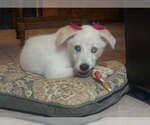 Small #3 Huskies -Labrador Retriever Mix