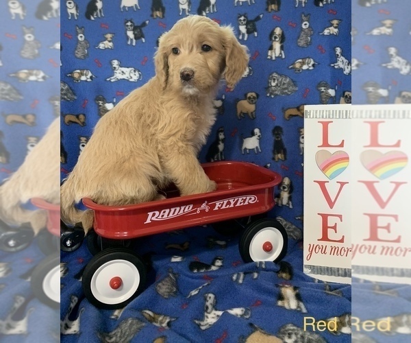 Medium Photo #27 English Cream Golden Retriever-Poodle (Standard) Mix Puppy For Sale in DEARBORN, MO, USA