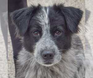 Border-Aussie Dogs for adoption in Huntley, IL, USA