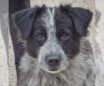 Gloria - Female Border-Aussie Dog for Adoption - Small photo