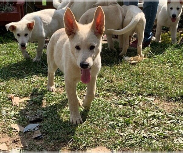 Medium Photo #1 German Shepherd Dog Puppy For Sale in LINCOLN UNIV, PA, USA