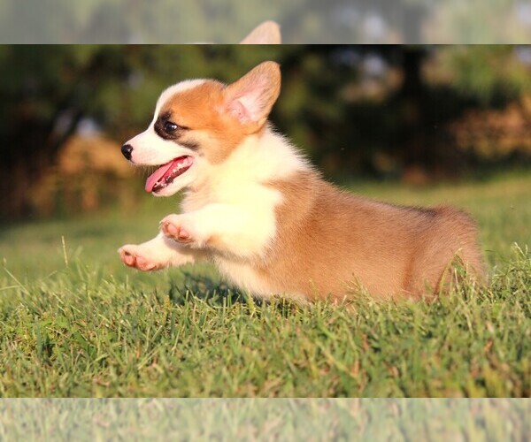 Medium Photo #5 Pembroke Welsh Corgi Puppy For Sale in FORT MADISON, IA, USA