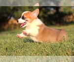 Small #4 Pembroke Welsh Corgi