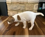 Small #8 Jack Russell Terrier