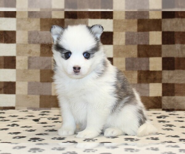 Medium Photo #4 Pomsky Puppy For Sale in DENVER, PA, USA