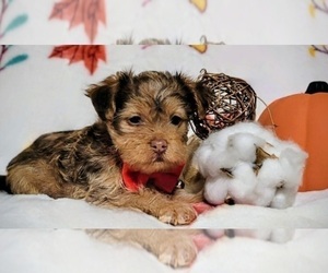 Yorkshire Terrier Puppy for sale in PERRY, GA, USA