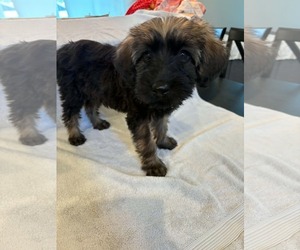 Poodle (Standard)-Unknown Mix Dogs for adoption in Pacolet, SC, USA