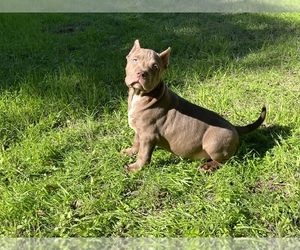 American Bully Puppy for sale in CEDAR CREEK, TX, USA