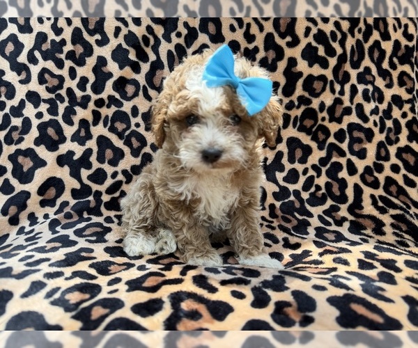 Medium Photo #3 Cockapoo (Miniature) Puppy For Sale in LAKELAND, FL, USA