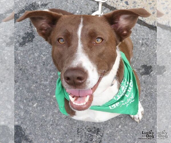 Medium Photo #3 Border Point Puppy For Sale in Washington, DC, USA